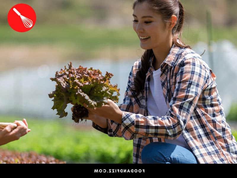 Harvest leaves as often as possible to avoid bugs and aphids on your lettuce.