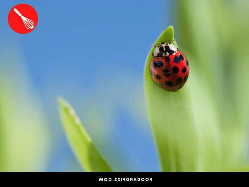 Lady bugs eat aphids so a good way of getting rid of aphids is introducing lady bugs to your plants.