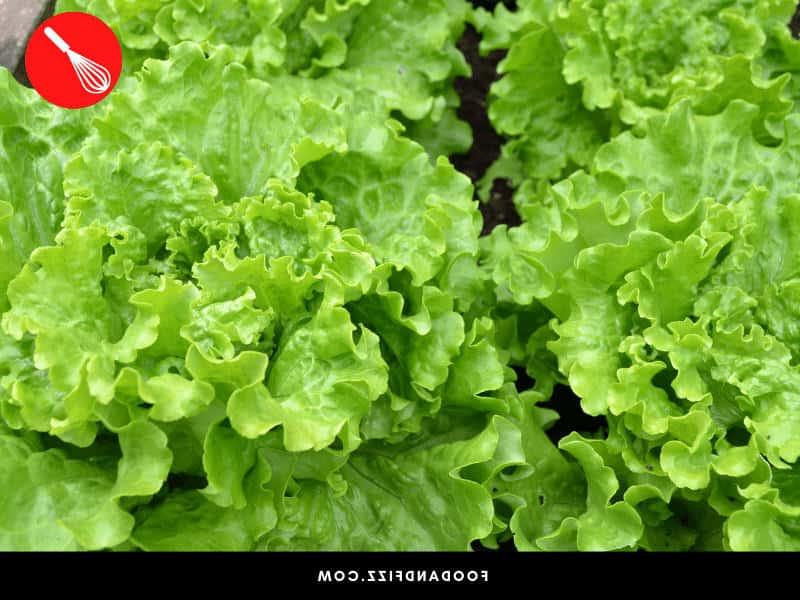 Salatalarda Böcek Bulursam Ne Yapmalıyım? #1 Cevap